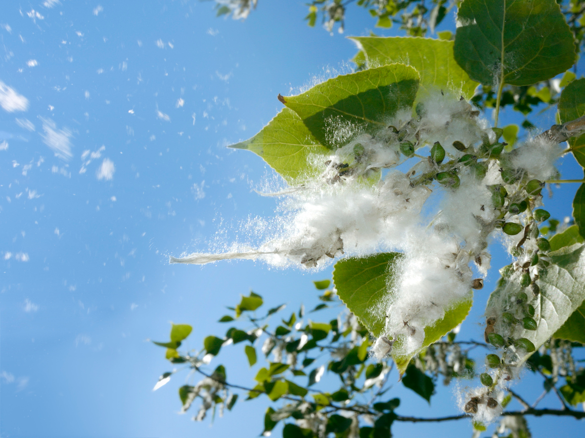 Цветение тополя. Тополиный пух