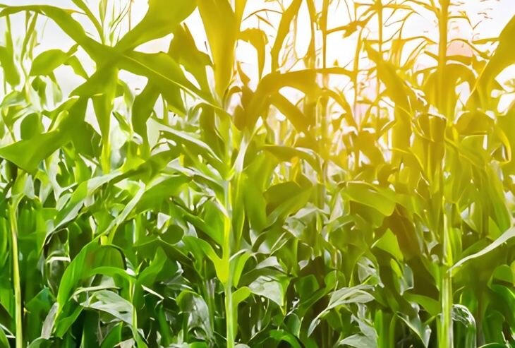    Донские аграрии отдали предпочтение отечественным семенам кукурузы и подсолнечника в сезоне 2023