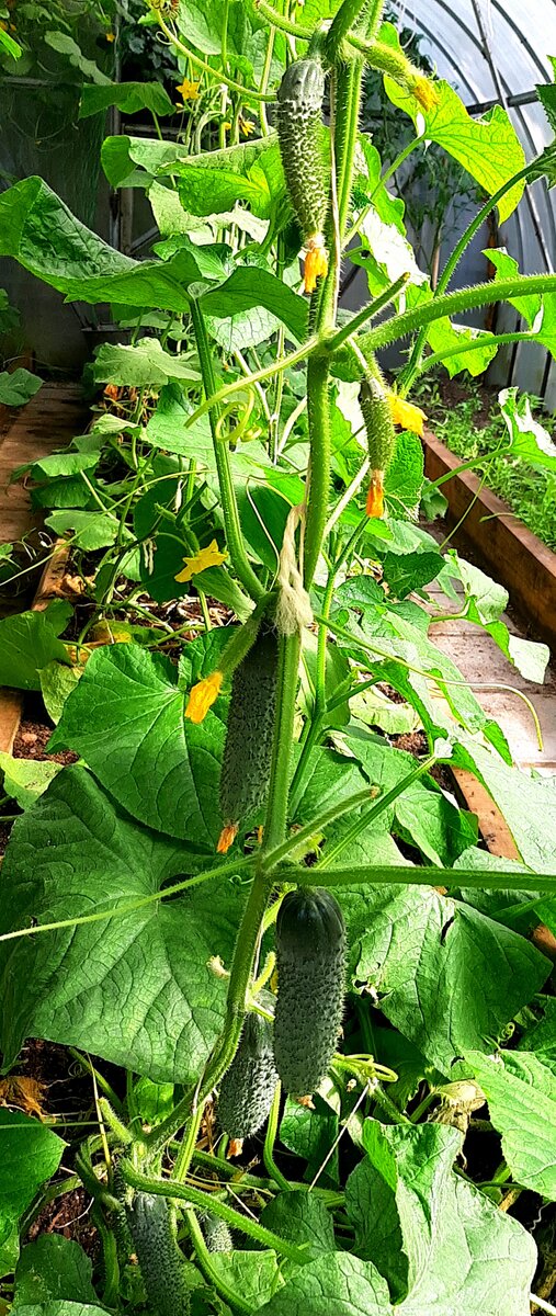 "Лихач". Фото автора. Ведение в один ствол.