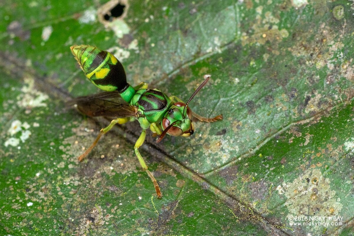 Оса Ropalidia saussurei – любительница камуфляжа. | Paleo-end-arthropods  (Доисторическая фауна и членистоногие) | Дзен