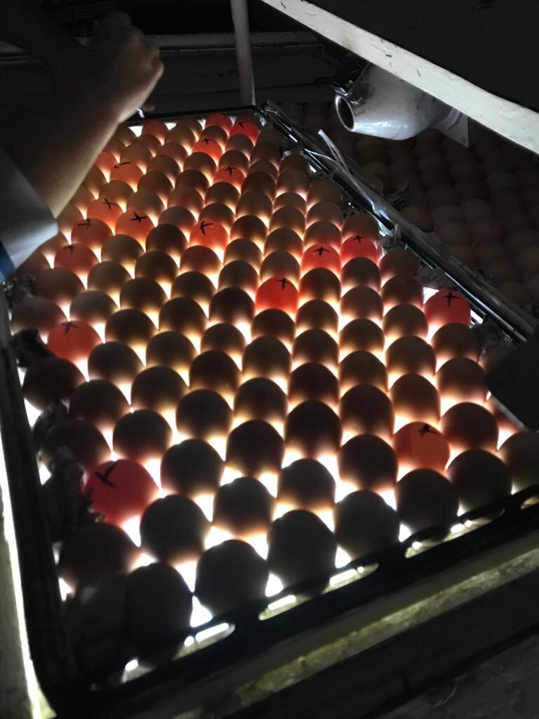 Курская инкубаторная станция. Инкубационная станция. Полтавская инкубаторно птицеводческая станция. Инкубаторная станция дуэт крыловская. Индюшата биг.