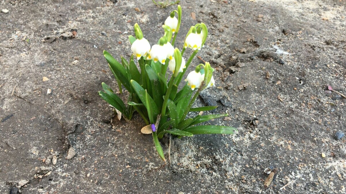     В Тюмени в праздник Пасхи, 16 апреля, сохранится солнечная, но прохладная погода. Максимальная температура воздуха составит +3…+4.
