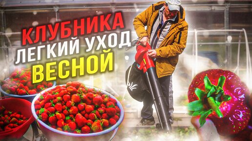 уход за клубникой весной, я даже представить себе не мог что это так легко Клубника ранневесенний уход