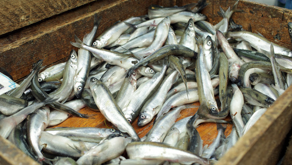    Корюшка. Фото: Baltphoto