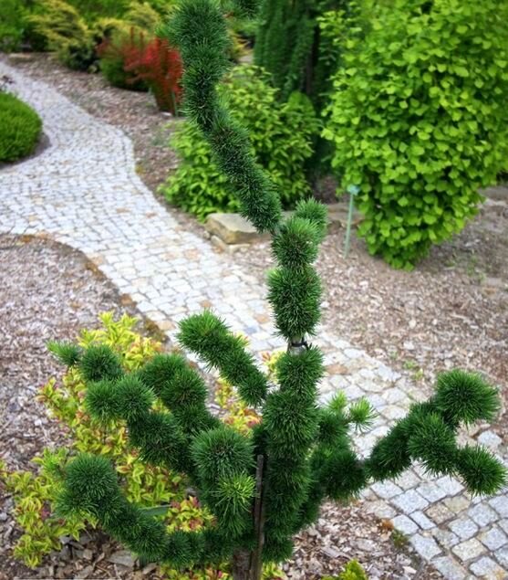 (Larix decidua Krejci Mutation)




