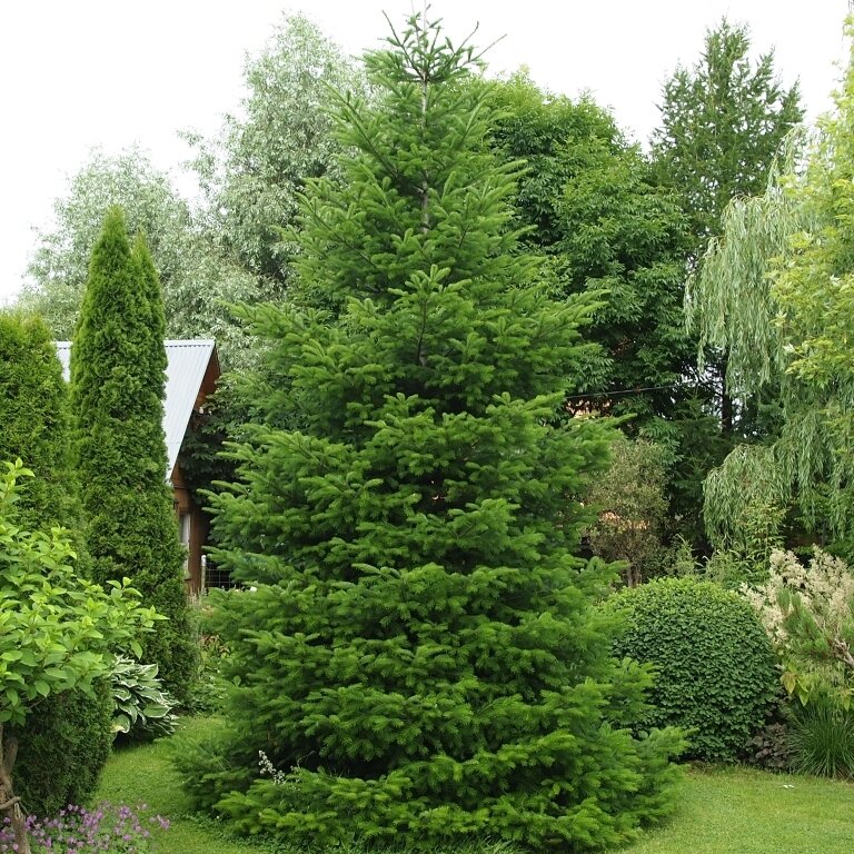 Цвет дня - зелёный, фисташковый, салатовый, мятный. 