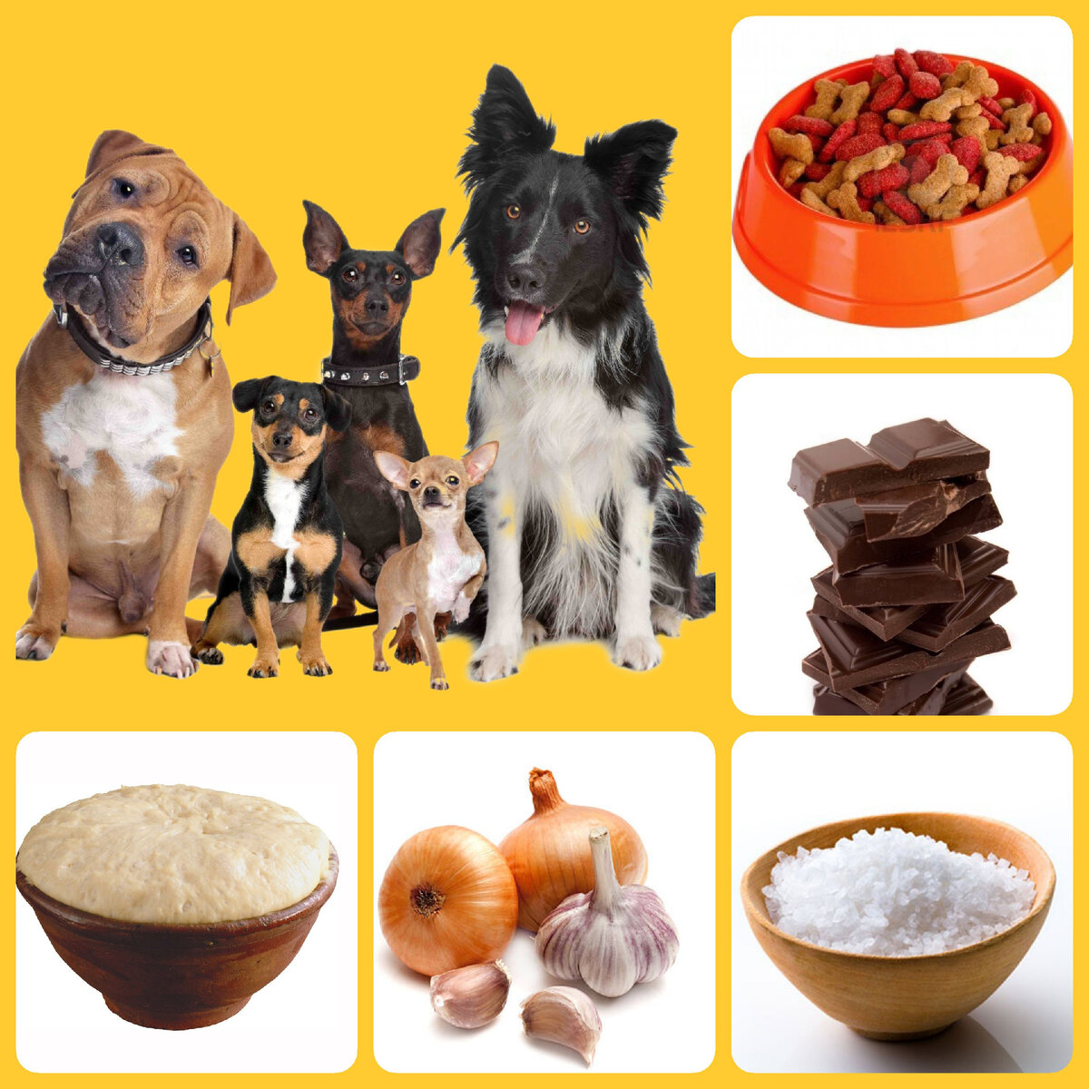 Только от правильных действий владельца зависит жизнь и здоровье питомца 🐶