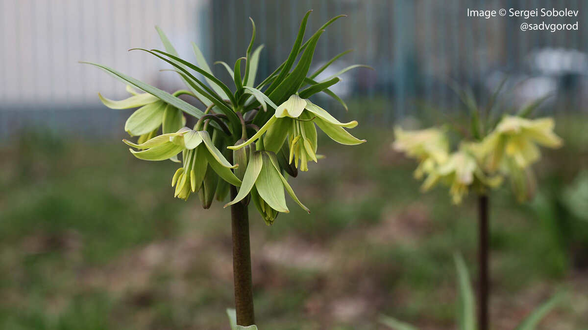 Эффектный зеленоцветущий рябчик. 5 фото, листайте.