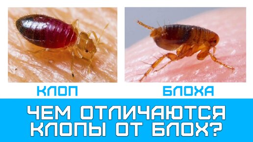Блохи могут жить в волосах человека