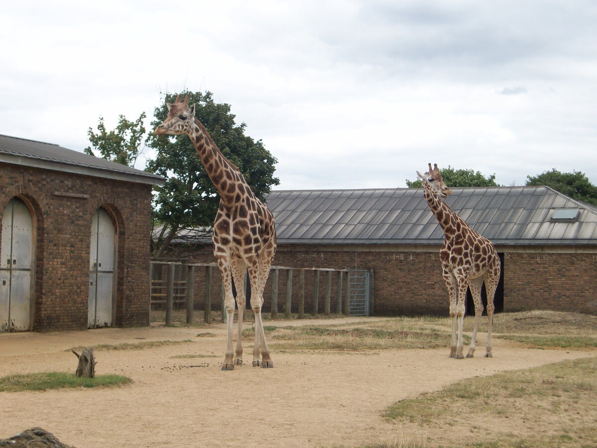 London Zoo – здесь был Гарри | МятНые кеды. Негламурные путешествия | Дзен