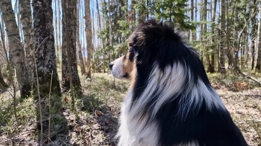 Валька очень хочет нас защитить от прохожих в лесу, да злая хозяйка не разрешает... ну, хоть лапу ей дам, самую грязную, конечно!🤣