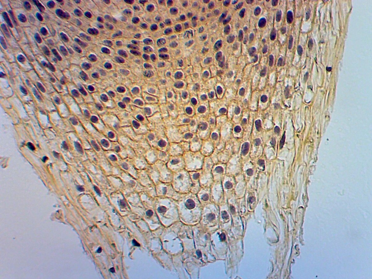 Микропрепарат корня под микроскопом
