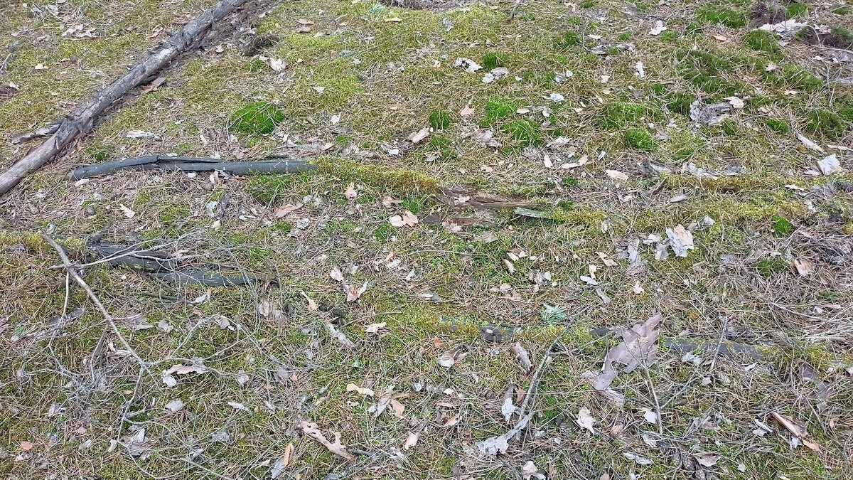 Фото автора. Сейчас Природа сама утилизирует поваленные ветрами деревья. Они потихоньку покрываются мхом и тот их быстро разрушает до трухи.)