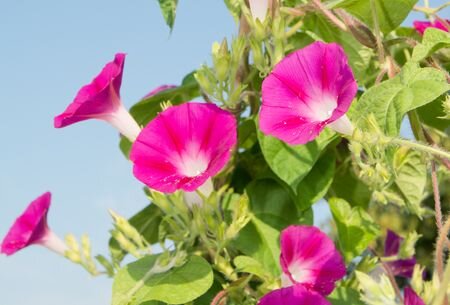 ипомея для вертикального озеленения