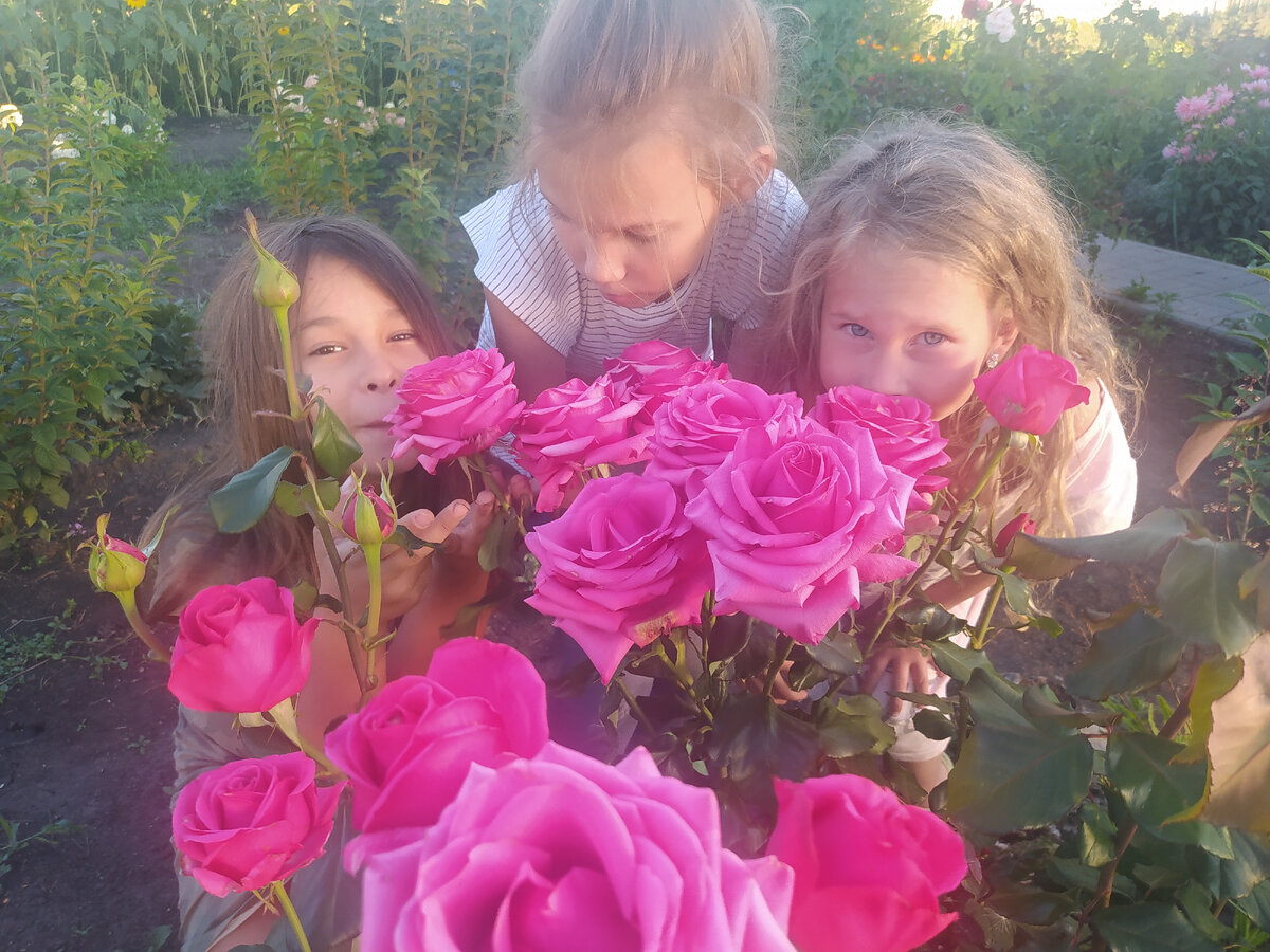 слева на заднем плане видно два молодых куста