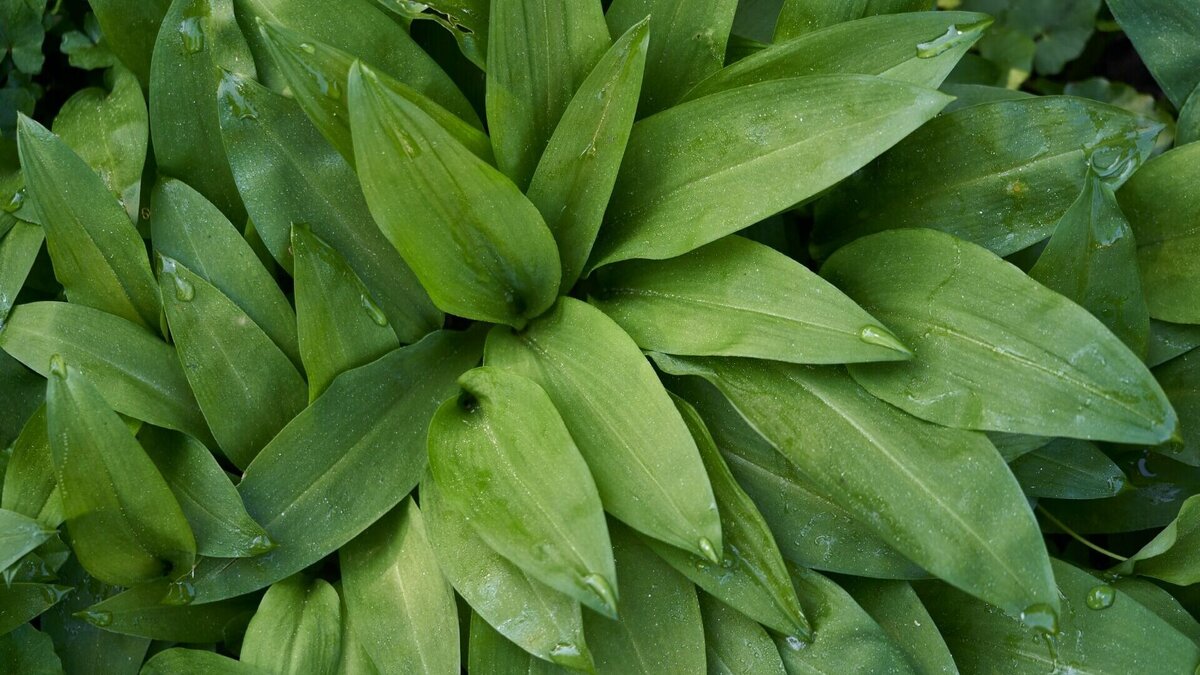     Несколько простых способов отличить вкуснейший дикорос от ядовитой, опасной для жизни травы.