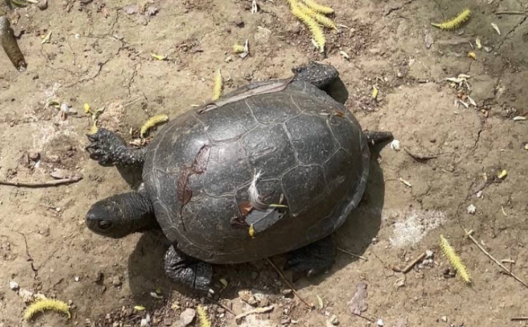 Фото: Московский зоопарк