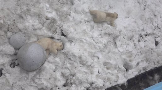 Для медвежат вода преграда. Часть 4. Медвежонок решил поиграть с шариками. 27.04.2023