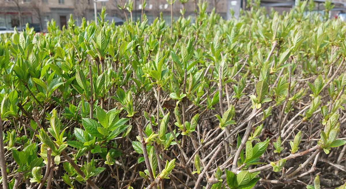 Среда. Несколько секунд до ливня.