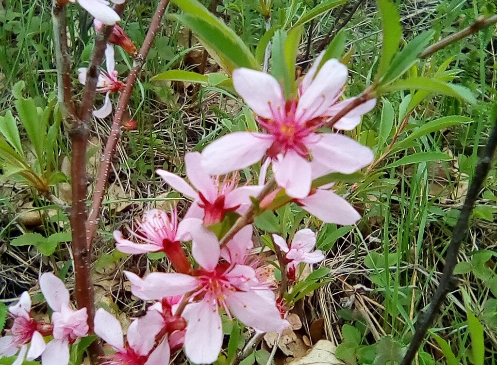 Цветущий миндаль низкий дарит лесостепи бело-розовый оттенок.