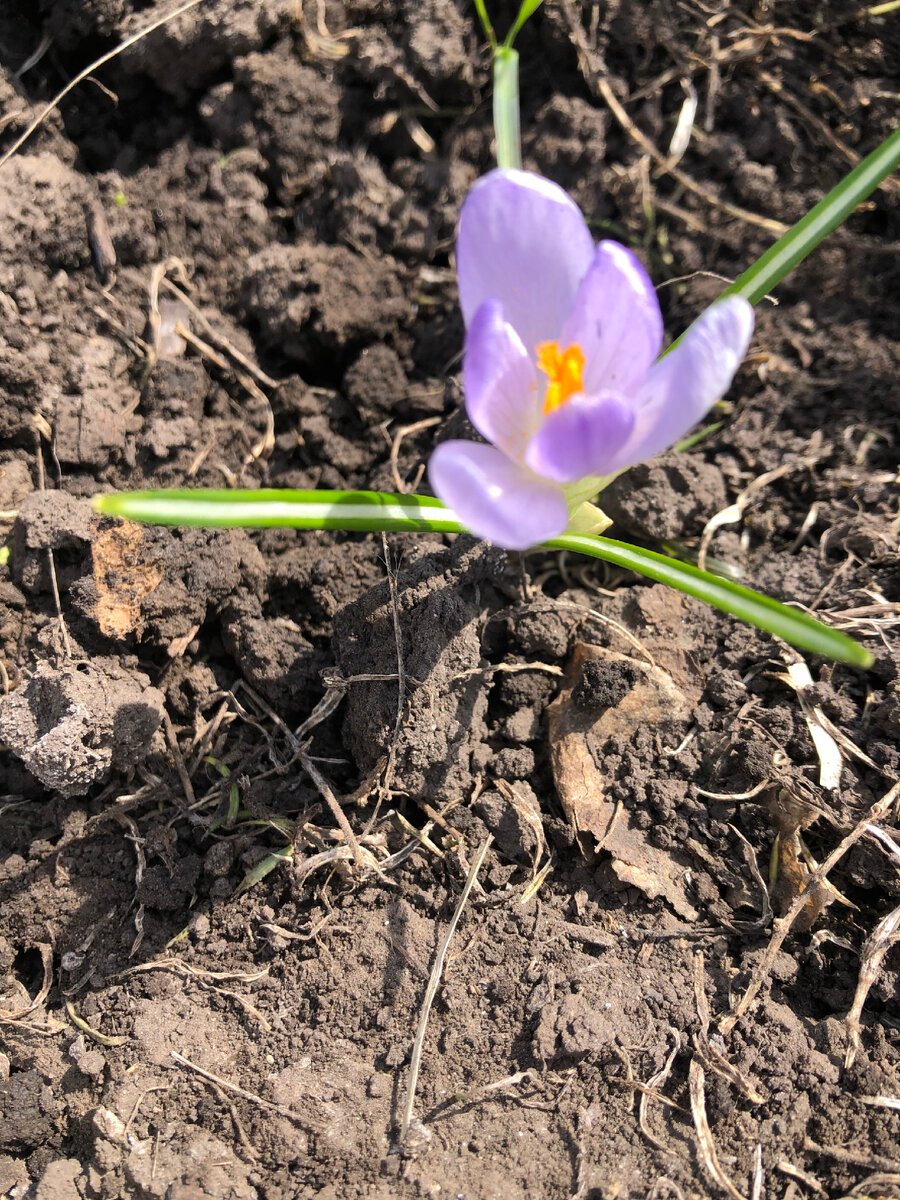 Крокус