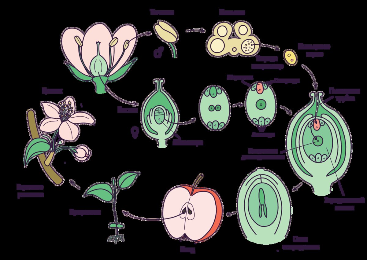 Генеративные водоросли