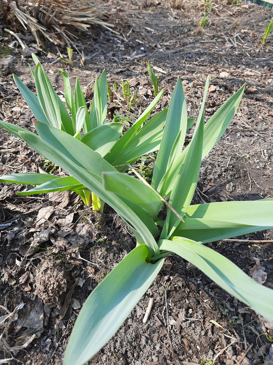 луковые шары-аллиум