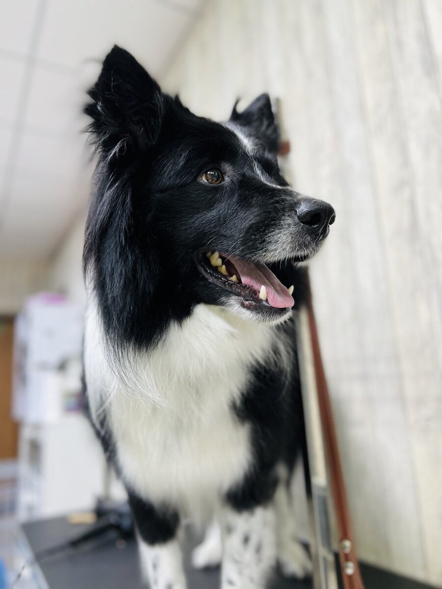 Бордер-колли является первой в рейтинге по умственным способностям собак. Однако эта порода, именно из-за этого, является НЕ подходящей породой для новичков. 