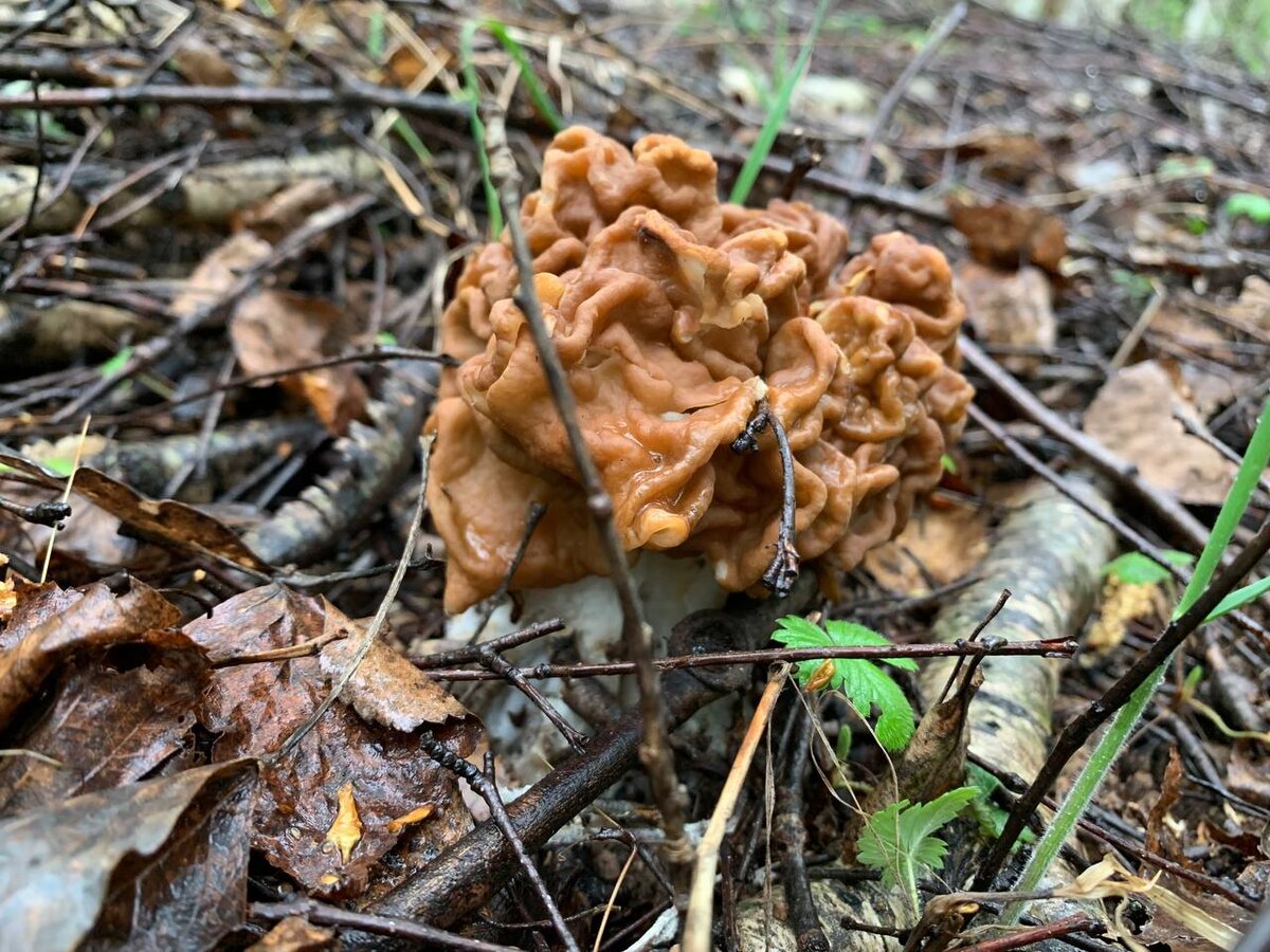 Строчок в лесу