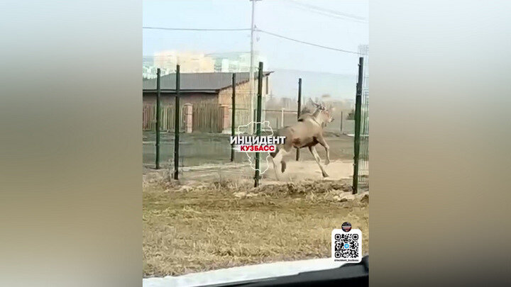 Лось-дебошир на детской площадке. ФОТО: телеграм-канал "Инцидент Кузбасс".