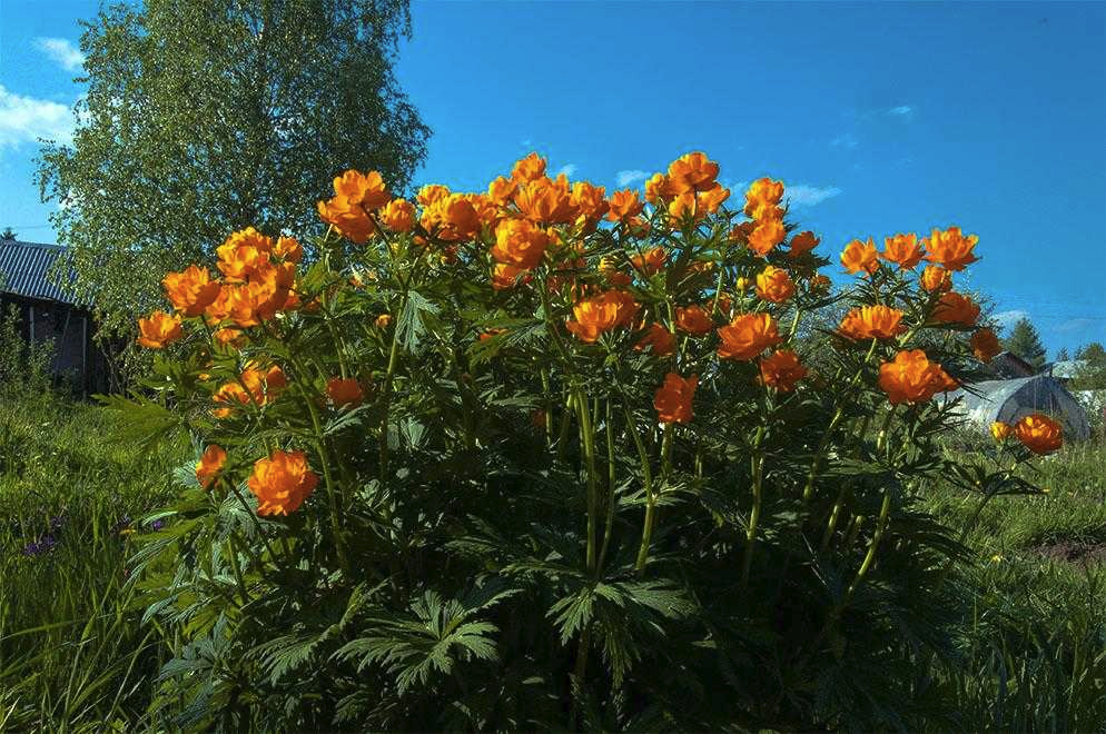 Цветок купальница уход. Купальница европейская (Trollius europaeus). Купальница китайская Голден Квин. Купальница оранж принцесс. Купальница Садовая.