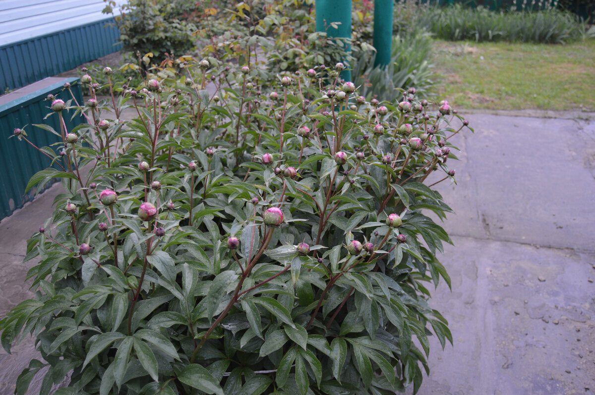 Фото автора. 02.05.2023. Скоро расцветёт пион. Любимый цветок автора.