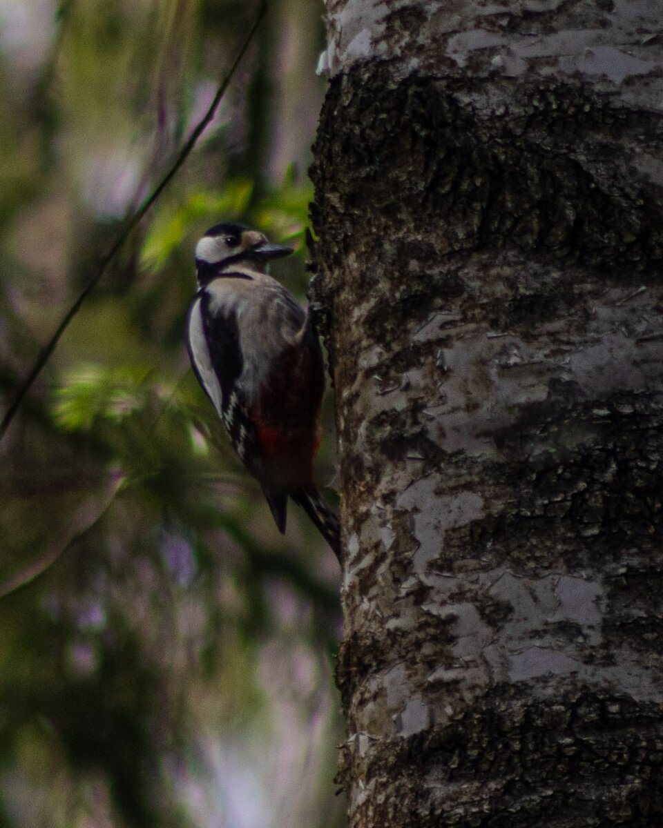 Фотка из тг канала