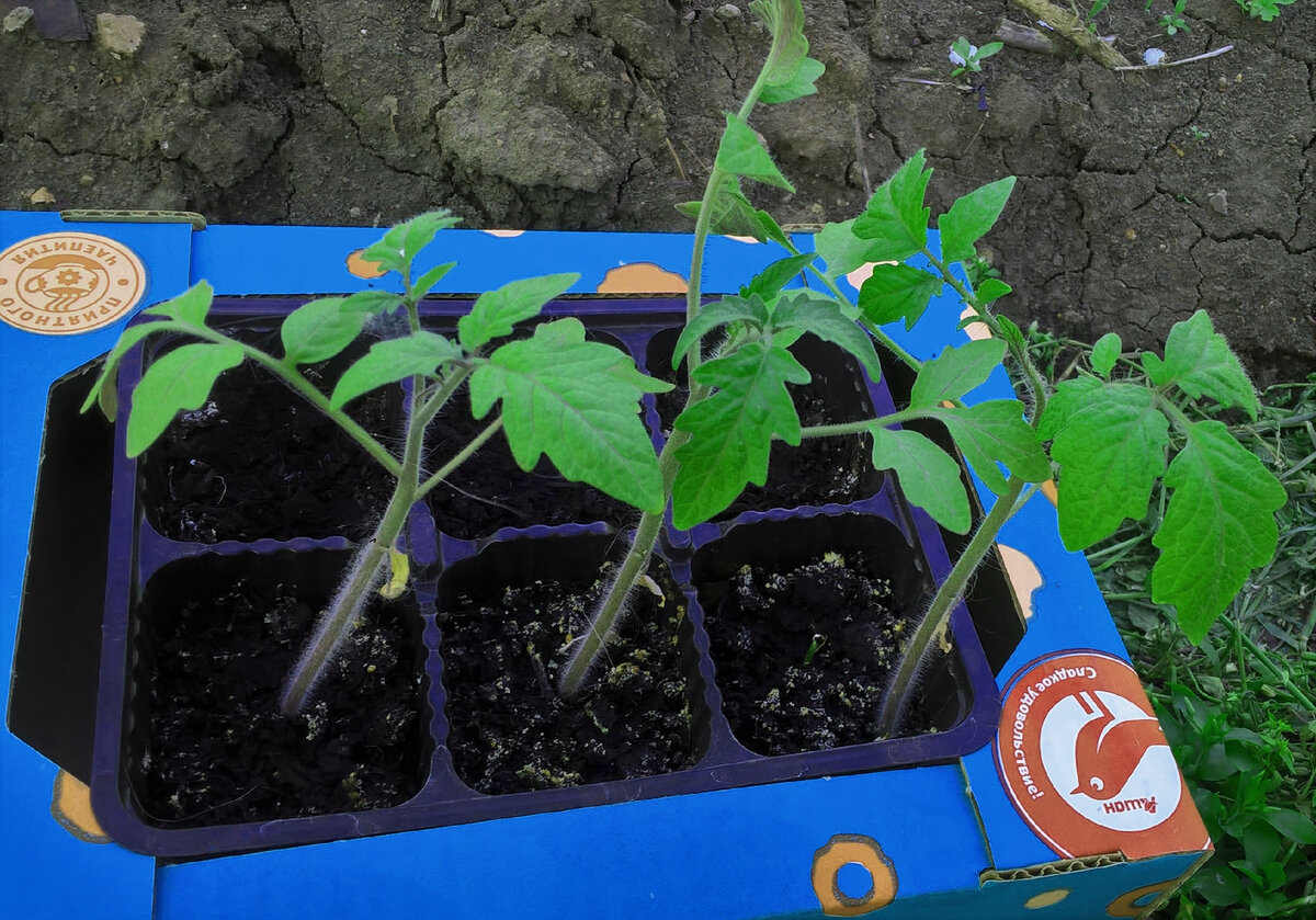 Снеговик, рассада