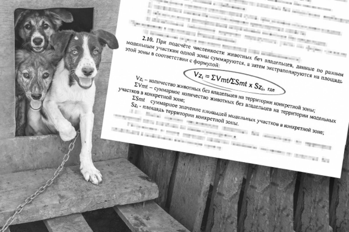 Сколько в Оренбуржье стоит гуманное обращение с животными? | АиФ ...