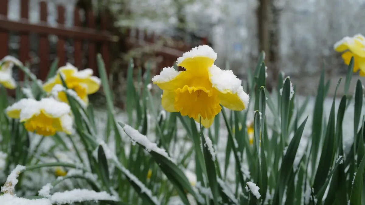 Нарциссы под майским снегом. Фото: unsplash.com