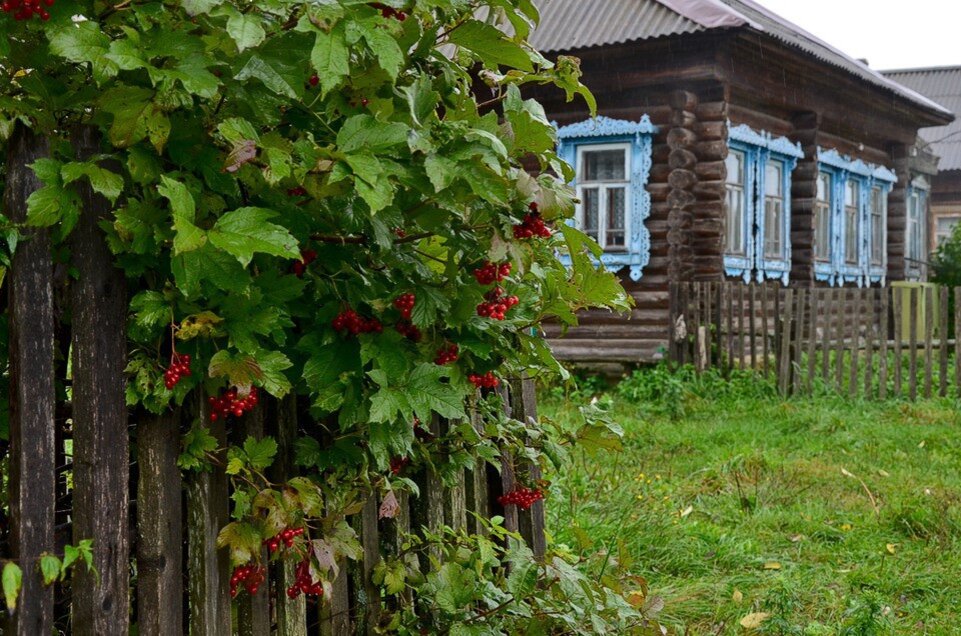 Возле дома калина. Деревенский домик с рябиной. Родной дом в деревне. Рябина в деревне. Калина дом.