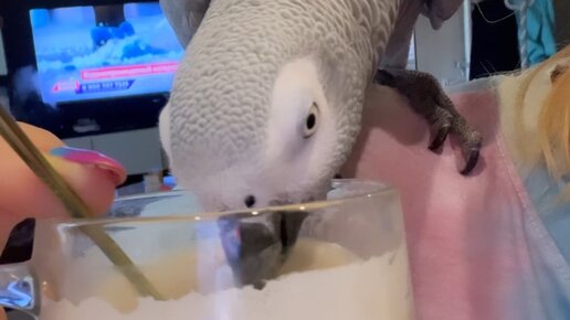 Веселый ЗооСАД | кофеманка (а еще чаеманка и все что на виду и плохо ...