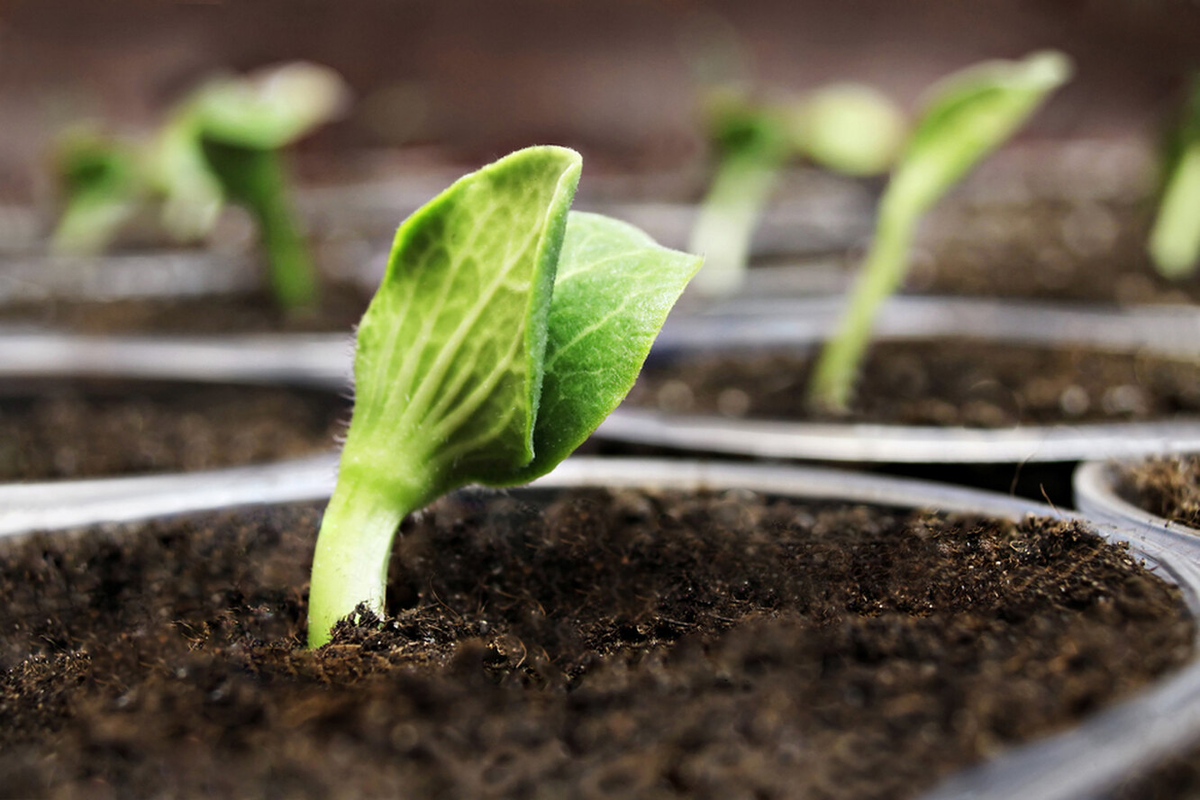 Сильно не вырасти. Seedling «рассада». Рассада белокочанной капусты. Крепкая рассада огурцов. Зеленый Росток.