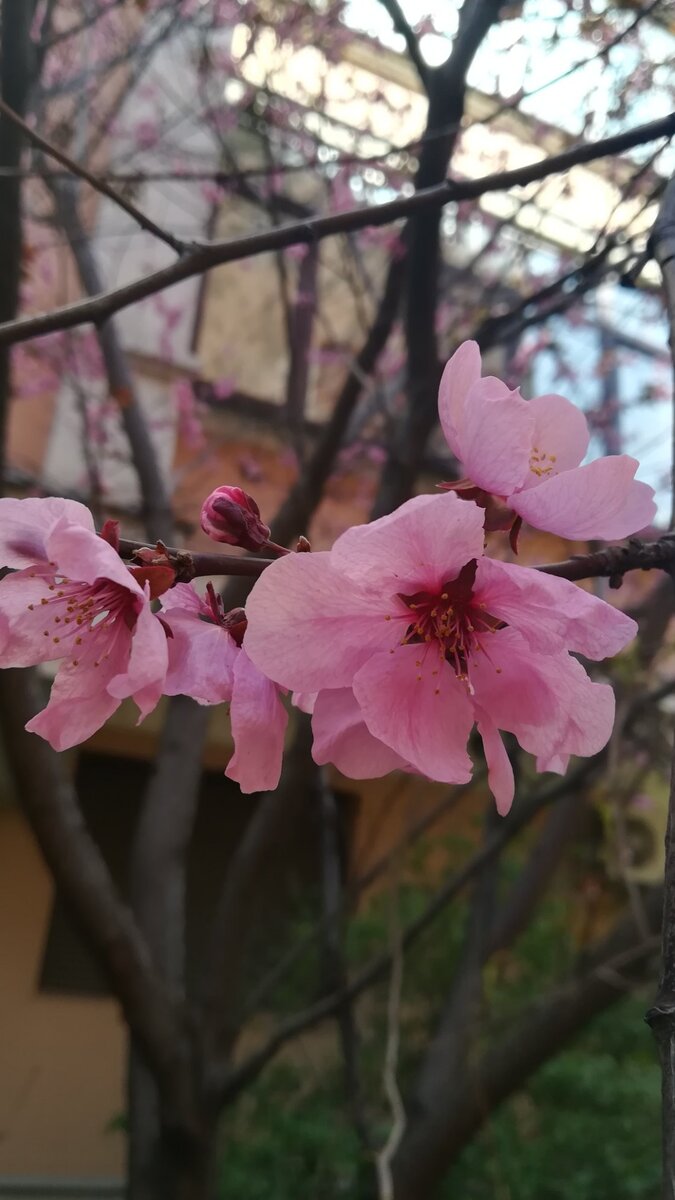 Чудесное цветение вишни