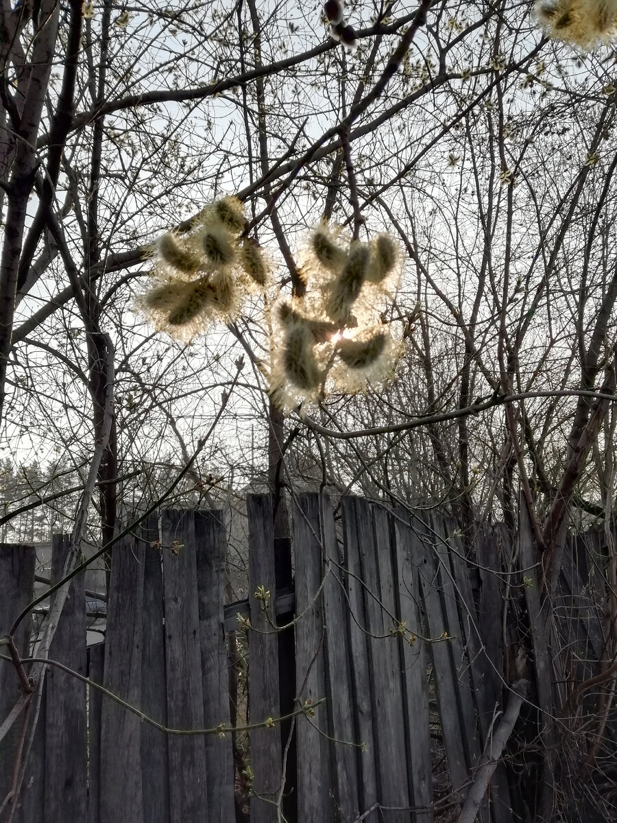 Пока цветёт только верба. Прохладно, пару дней было +28 и резко упало +7+10 не зря нам "северные" доплачивают)