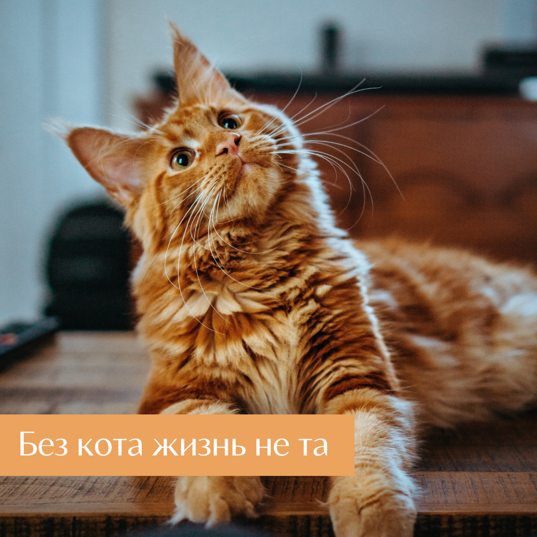 Дизайн сделан в редакторе Canva