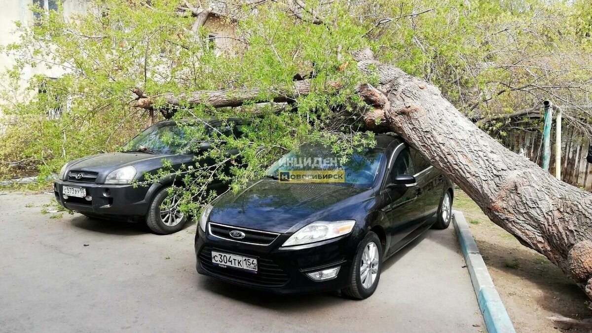 В Новосибирске упавшее дерево раздавило автомобили во дворе на Фасадной |  Atas.info | Дзен