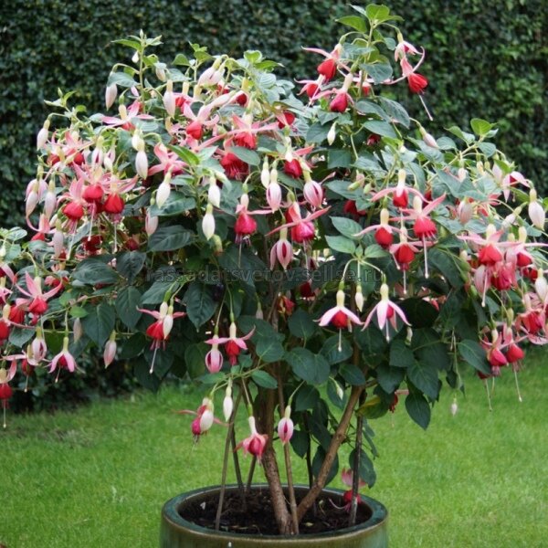 Фото из открытых источников.