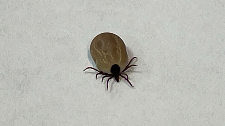 Новая напасть: откуда в России появились клещи, которые переносят ...