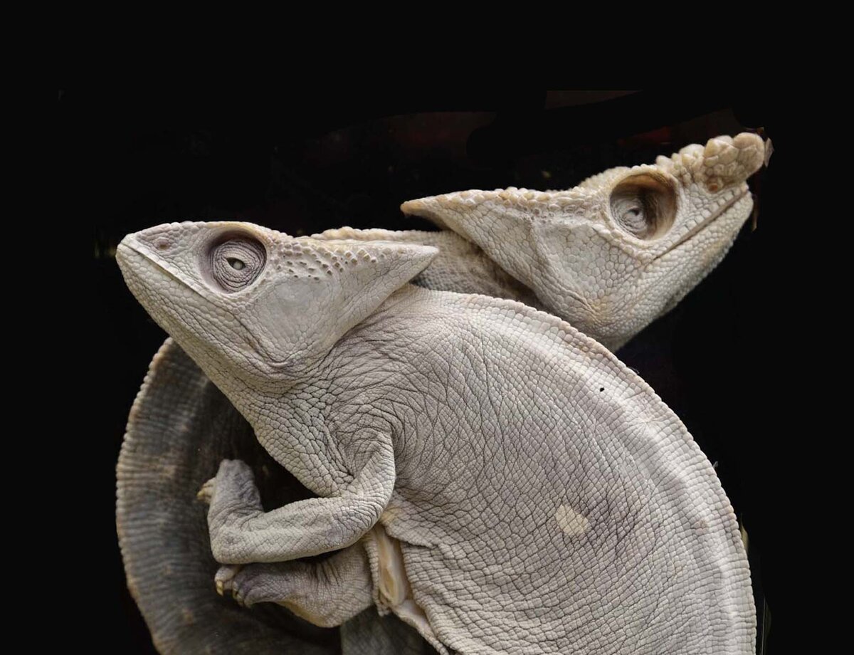 Фото А.В. Ладыгина