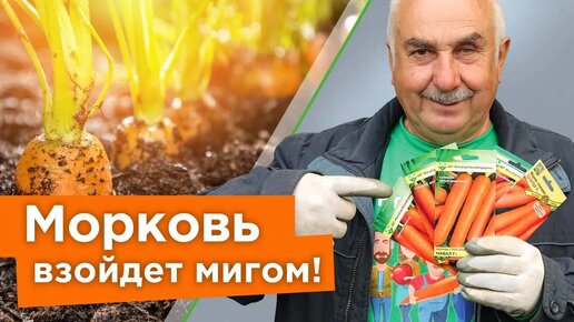 Быстрые и дружные всходы моркови без прореживания! Агроном поделился хитростью при посеве моркови 🥕