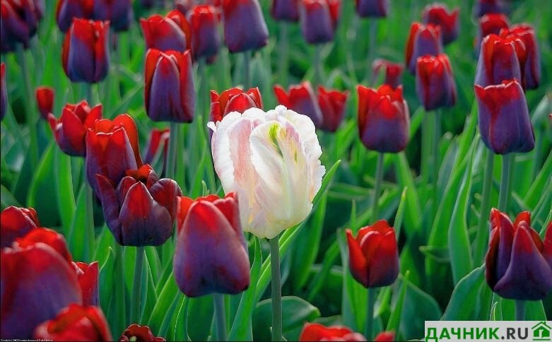 Популярные сорта тюльпанов лучшие подборки для вашего сада