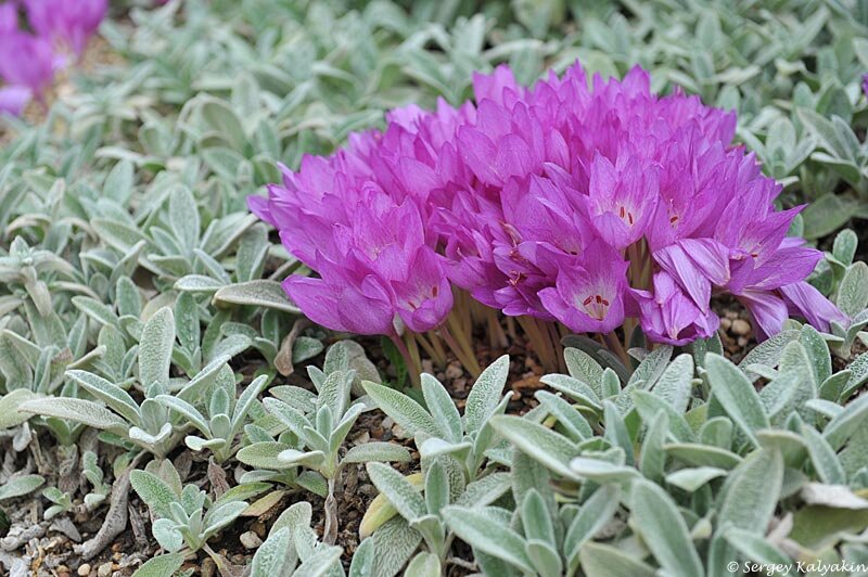 Безвременник осенний и чистец шерстистый