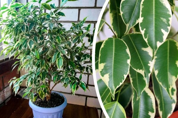 Фикус каучуконосный - Ficus elastica: фото, условия выращивания, уход и размножение | hristinaanapa.ru